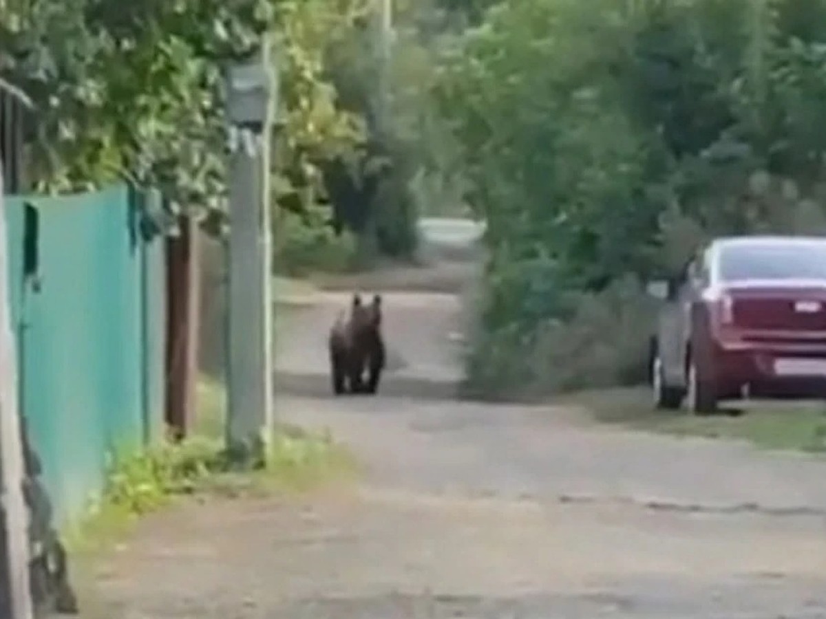 Что случилось с медведем, который несколько дней гулял по Уфе - 30 августа  2023 года - KP.RU