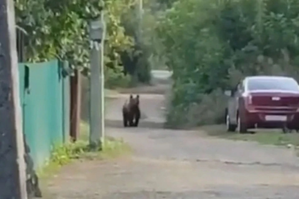 Полуторагодовалый медвежонок два дня подряд разгуливал по улицам микрорайона Шакша в Уфе. Фото: кадр видеоролика в социальных сетях