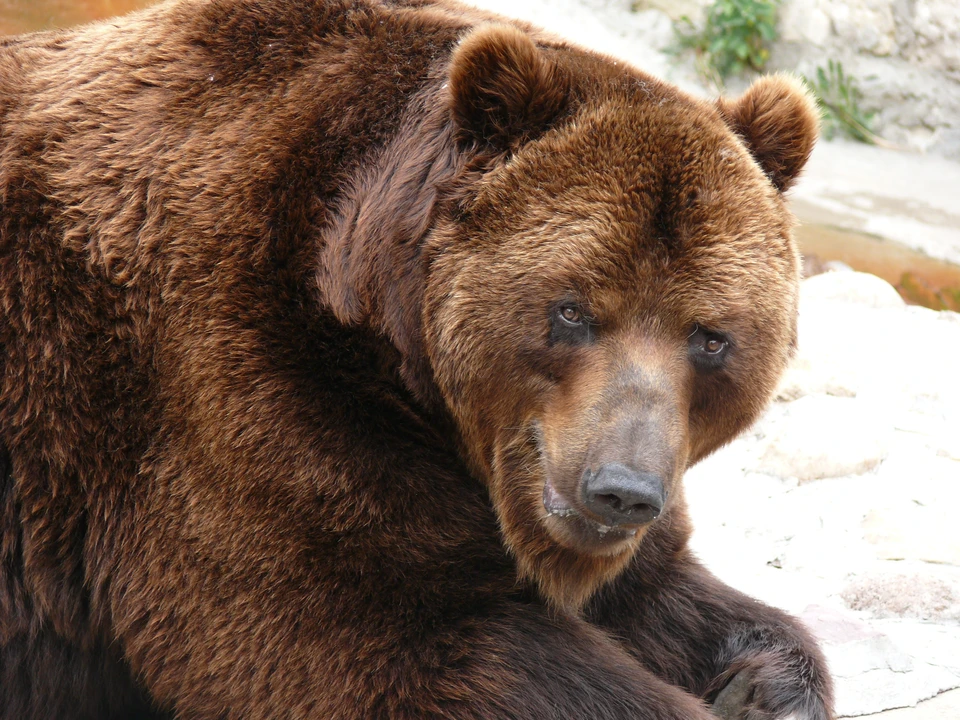 Жителей Черепановского района Новосибирской области держит в страхе медведь.