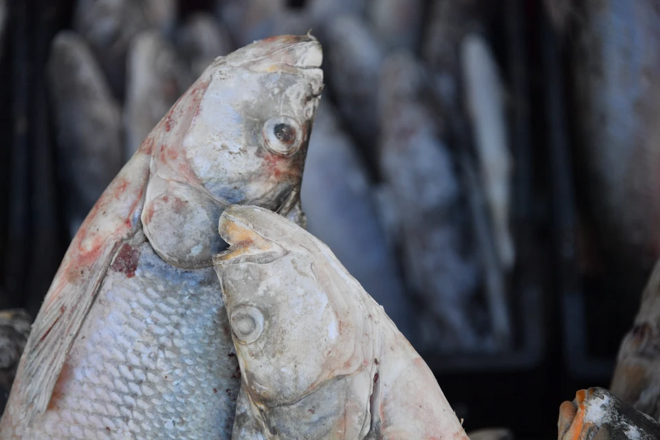 Нарушители не подтвердили безопасность полученной рыбной продукции