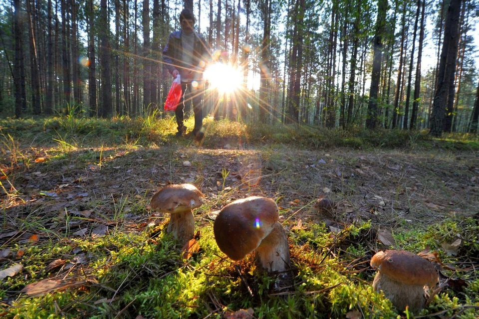В Кузбассе выросло количество заблудившихся грибников.