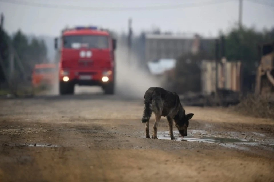 В Коми семилетнему мальчику заплатят 50 тысяч рублей за нападение собаки
