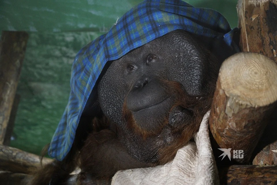 Орангутан Захар любит заворачиваться в плед