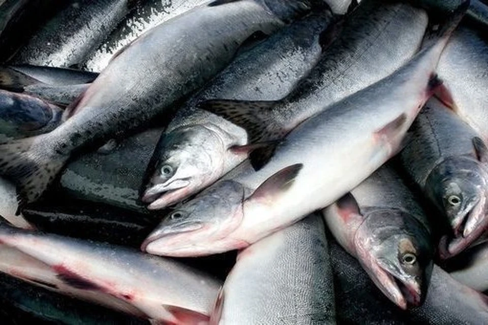 Свежую рыбу по низким ценам продают на ярмарке в Южно-Сахалинске. Фото: администрация областного центра