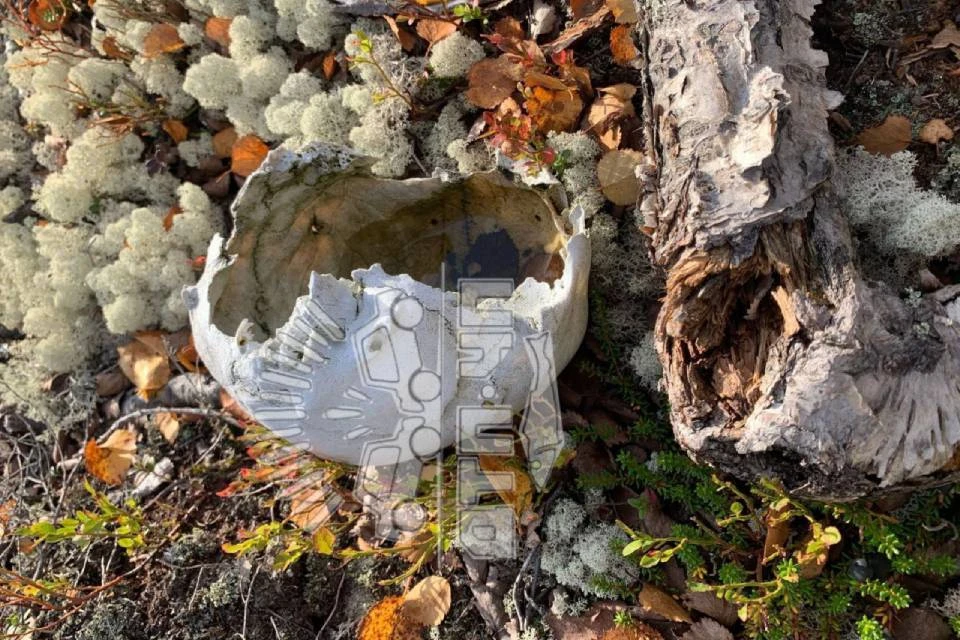 Фрагмент черепа нашли грибники во время "тихой охоты". Фото: t.me/murmansk_chp