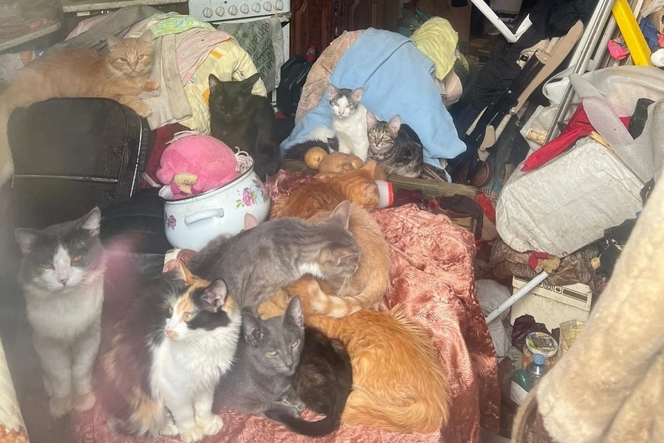 Петербуржцы просят обратить внимание зоозащитников на брошенных в квартире кошек. Фото: vk.com/spb_today_unreleased