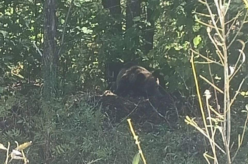 Водителя, насмерть сбившего медвежонка, ищут в Хабаровском крае Фото: Ольга
