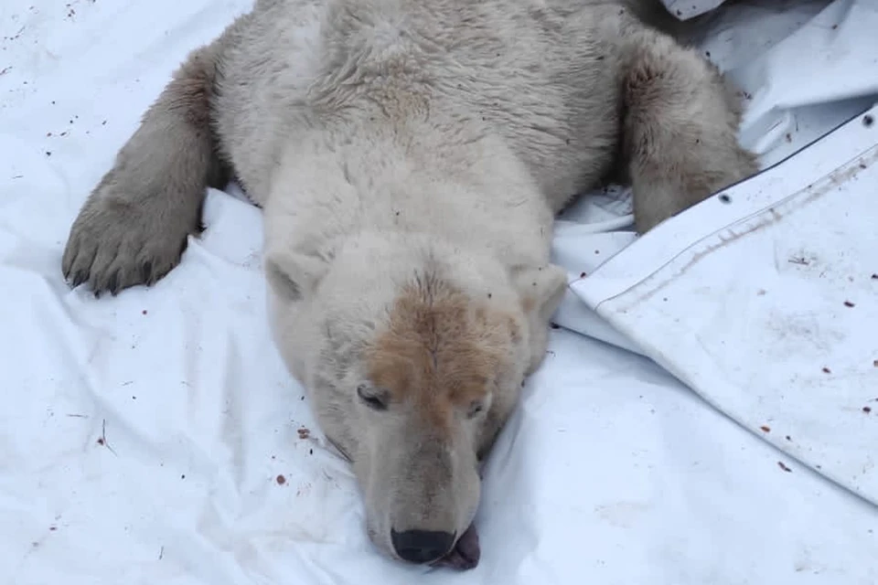 Сотрудники Московского зоопарка спасли белую медведицу на Ямале