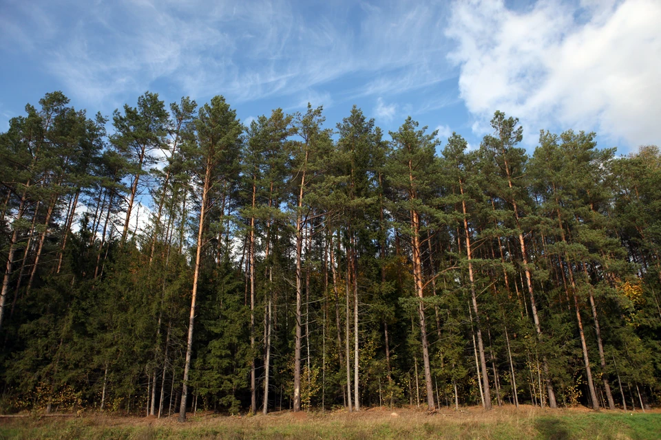 В ЛНР восстанавливают леса, сгоревшие из-за обстрелов ВСУ. Фото: архив "КП"