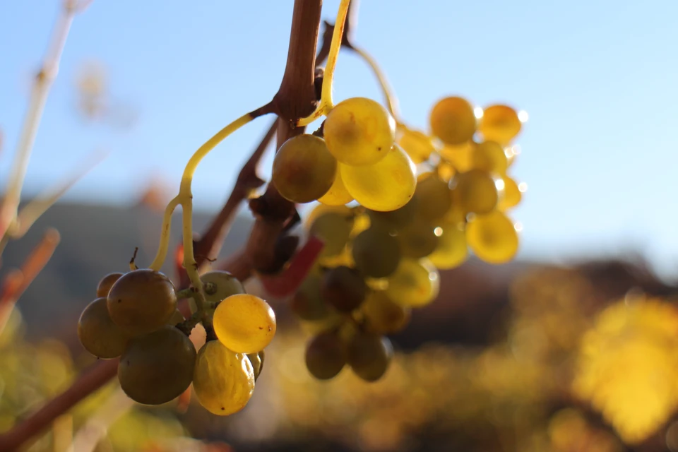 Крымчанина за кражу винограда могут на два года лишить свободы.