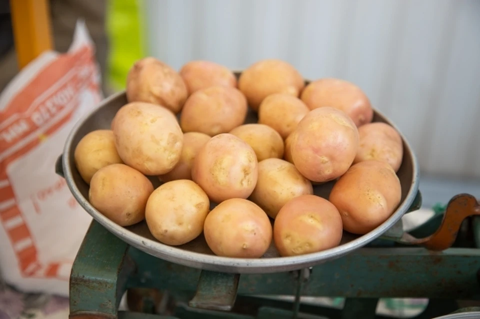 Волгоградские аграрии собрали уже более 50 тысяч тонн картофеля.
