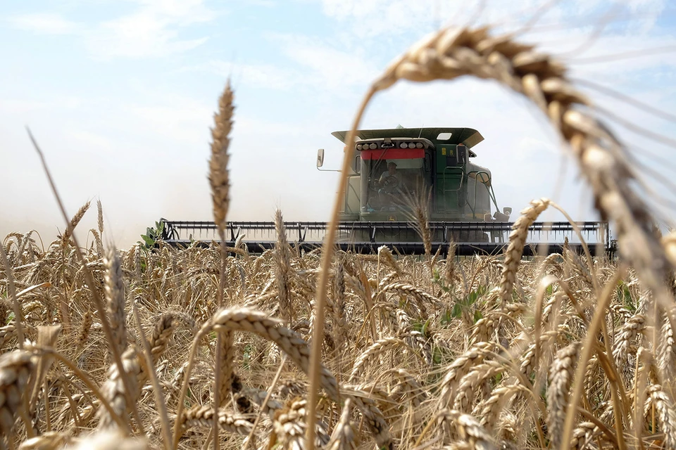 Россия вышла в лидеры на рынке пшеницы.