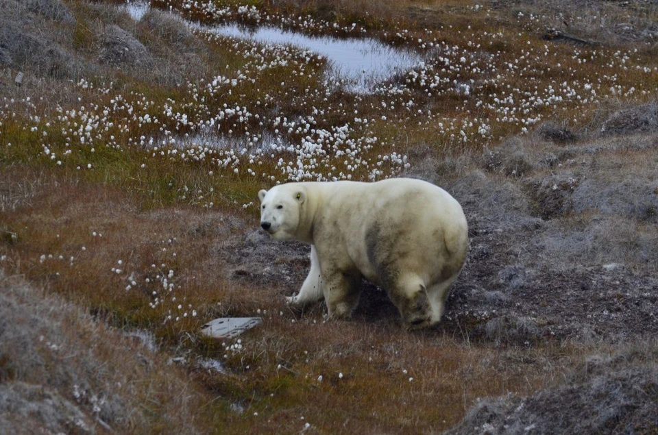 В первый день выявили 36 белых медведей. Фото: нацпарк «Ленские столбы»