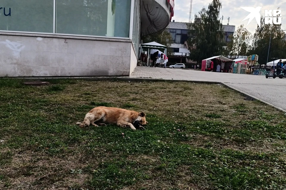 Рейды по отлову бездомных животных анонсировали в Рязанском районе.