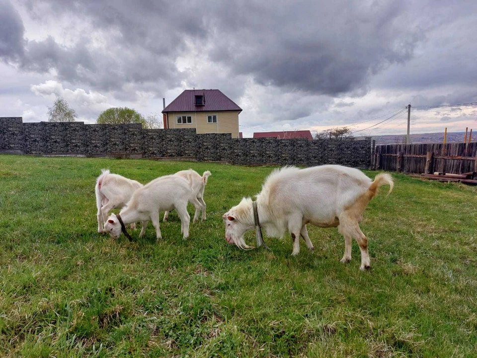 В хозяйствах Иркутской области возросло производство овец и коз