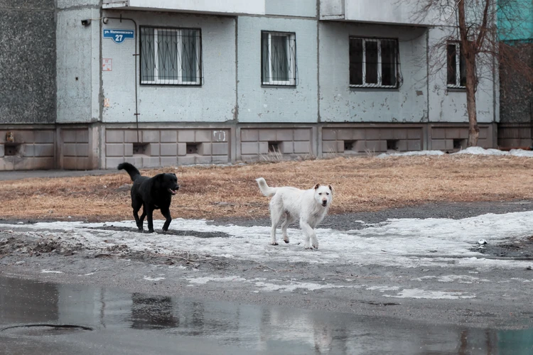 Оправдательный приговор отменен: в Красноярске суд вновь рассмотрит дело чиновника о гибели четверых человек после нападения собак