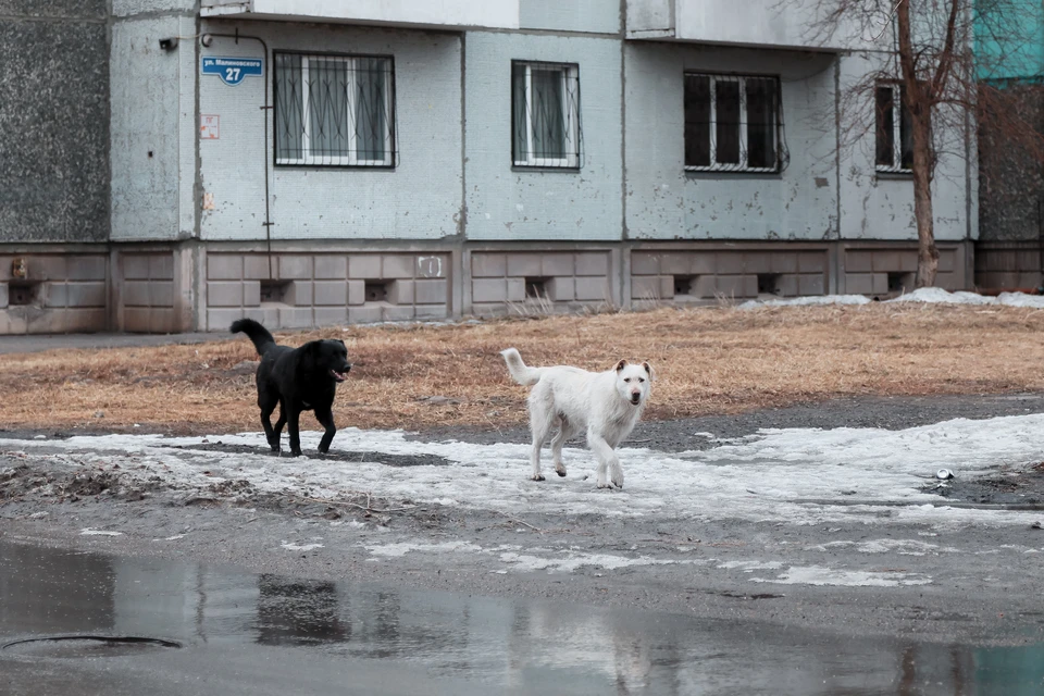 Проблема бродячих собак очень остро стоит в Красноярске