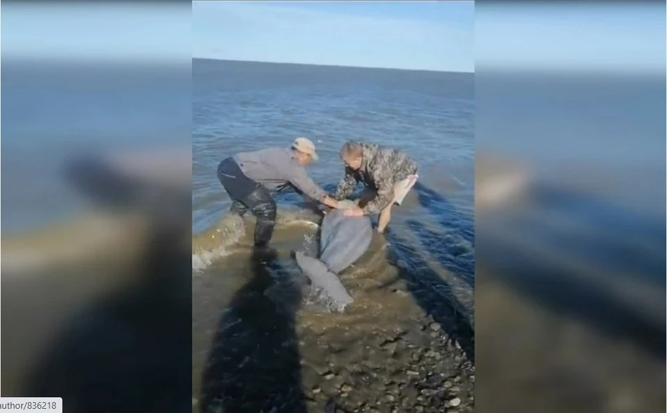 Рыбаки спасли детеныша белухи от гибели в Хабаровском крае Фото: предоставлено героями