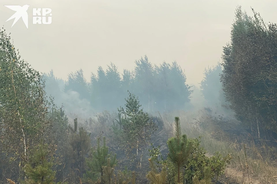 Лесной пожар случился близ деревни Деулино под Рязанью днем 1 октября.