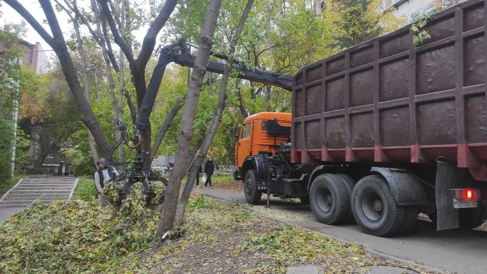 В Иркутске продолжается формовочная обрезка деревьев