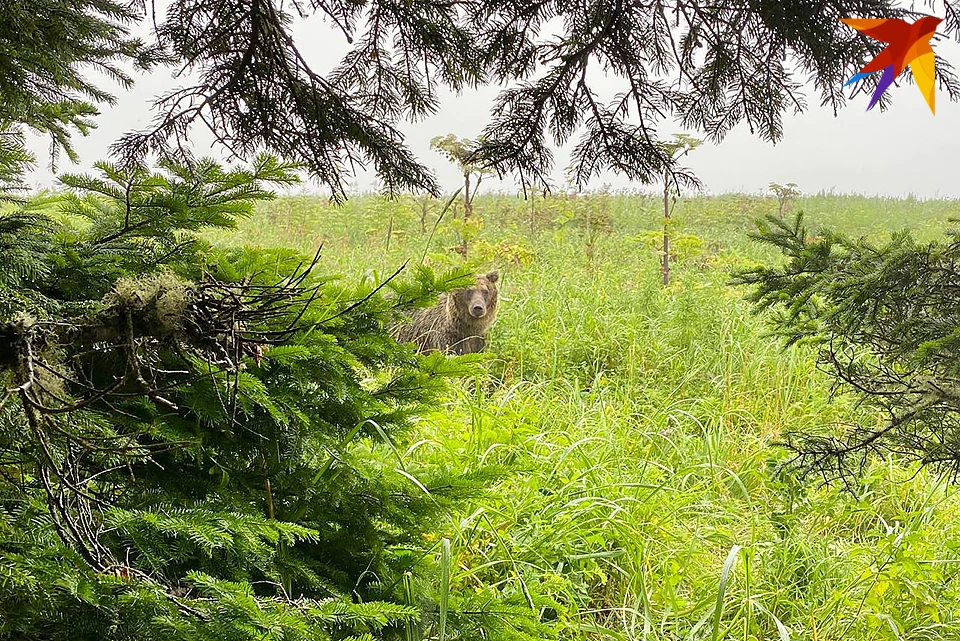 В фотоловушку природного заповедника «Пасвик» поочередно угодили два зверя - медведь и лось.
