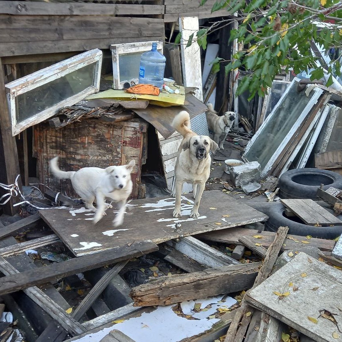 Во дворе валяются содранные шкуры: пенсионера из Нижнего Новгорода  подозревают в поедании бездомных собак - KP.RU