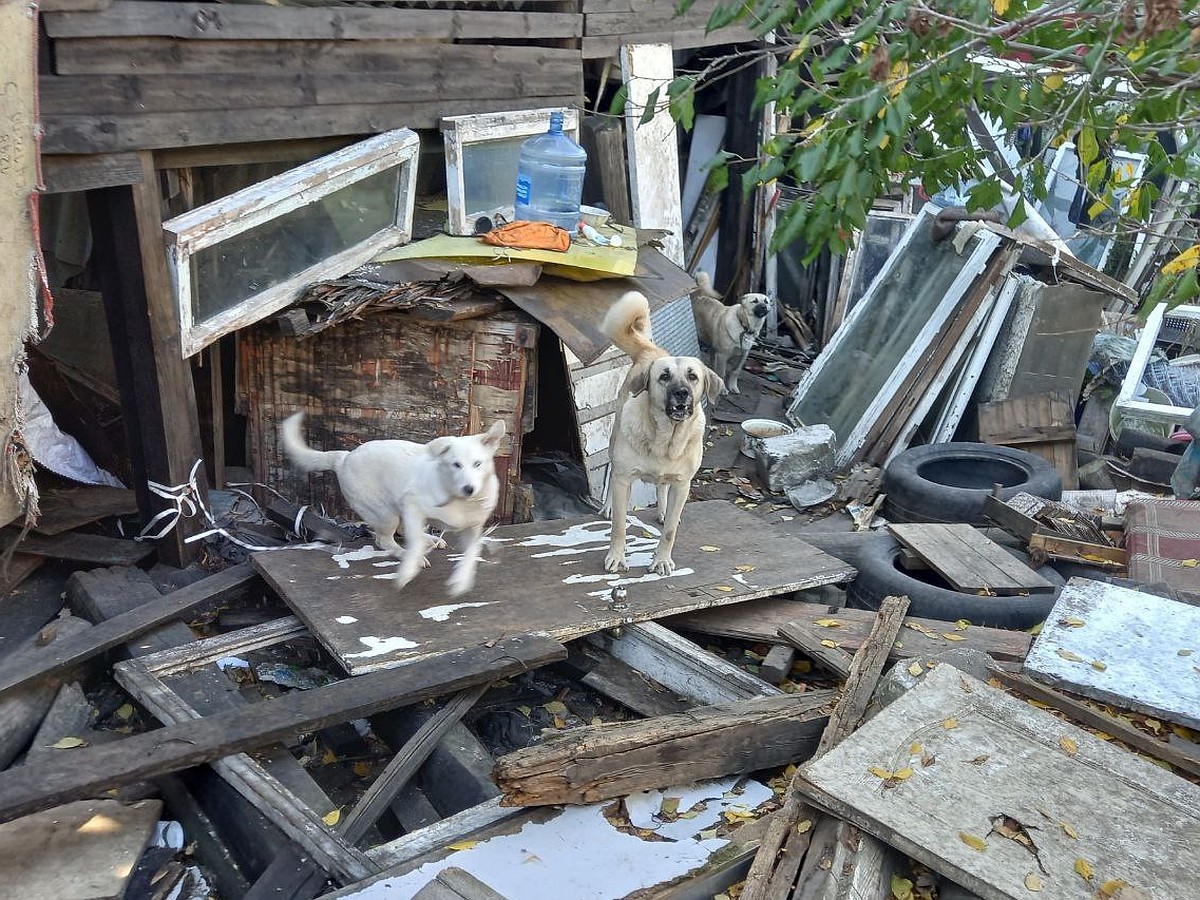 Во дворе валяются содранные шкуры: пенсионера из Нижнего Новгорода  подозревают в поедании бездомных собак - KP.RU