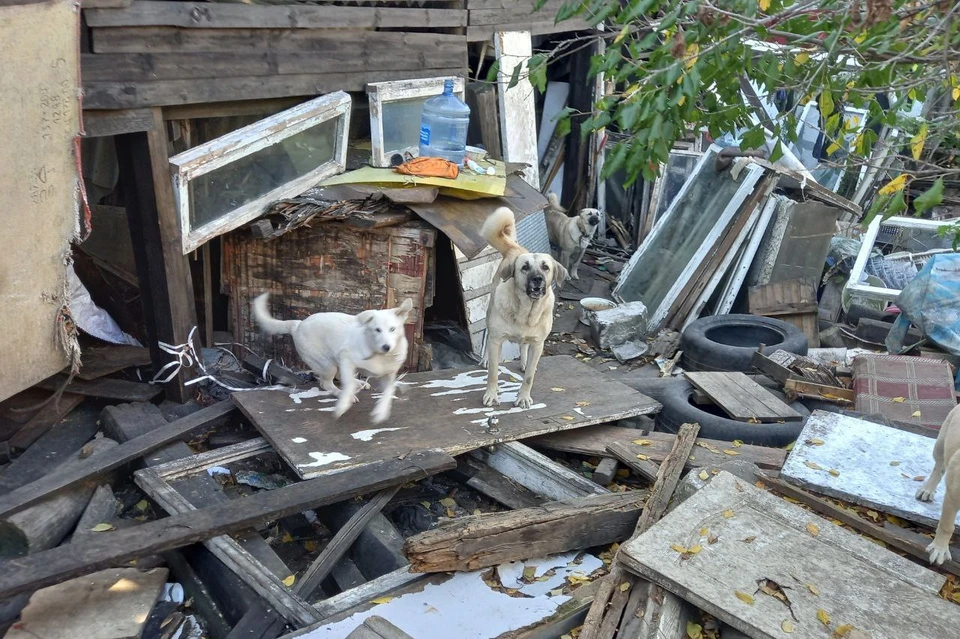 Нижегородец регулярно приводит на свою территорию бездомных собак, а потом они пропадают. Фото: Лара Саплина, "Зоопатруль НН".