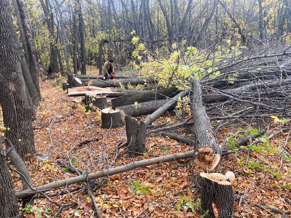 Власти Ульяновска подтвердили законность сноса деревьев на улице Юности | ФОТО: администрация Ульяновска
