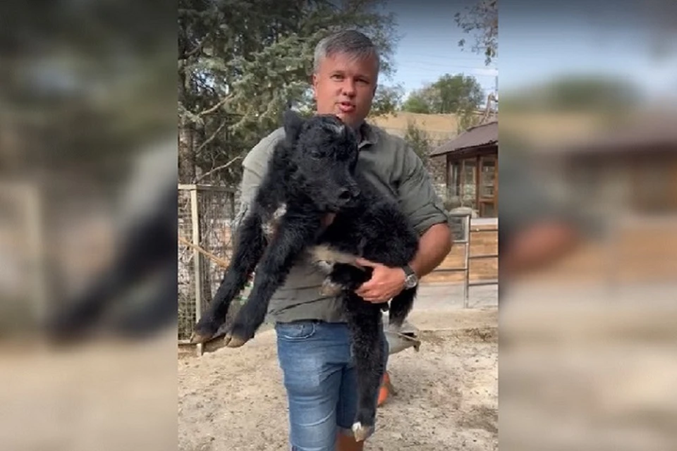 Маленький як - один из четырех малышей, появившихся на свет в бахчисарайском парке на этой неделе. Фото: Виктор Жиленко/Вк