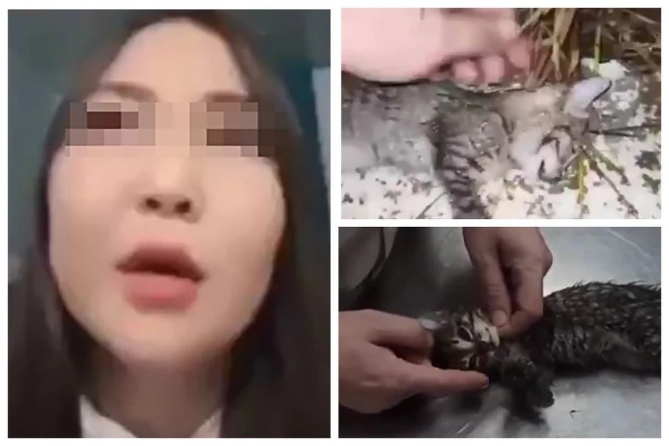 30-летняя якутянка выбросила котят с 6 этажа. Фото: коллаж из скриншотов видео