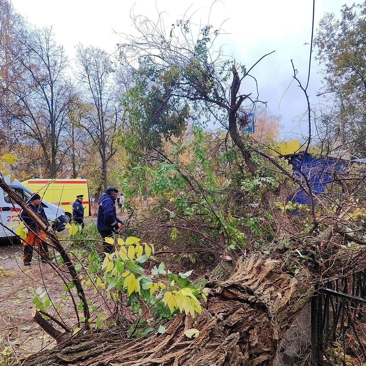 В Отрадном упавшее дерево убило мужчину и покалечило женщину - KP.RU