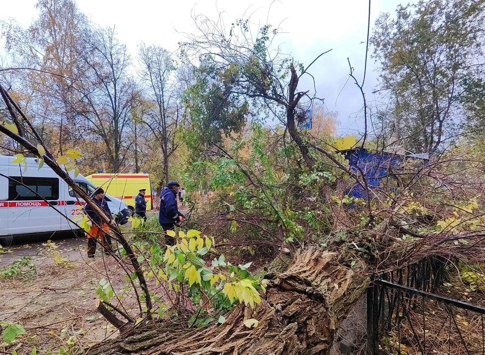 Дерево упало на двоих человек на ул. Отрадной / Фото: vk.com/moygorodotradny