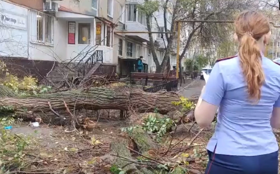 Следователи организовали проверку из-за падения дерева на двоих человек