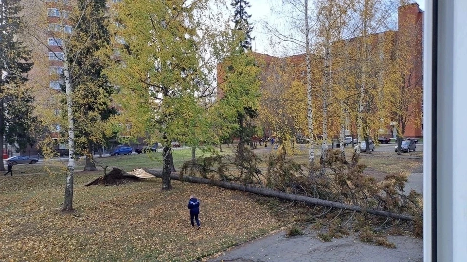 Упавшая ель в Металлурге в Ижевске. Фото: https://vk.com/izhevskgdegaistoyat