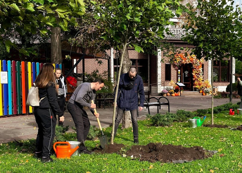 В Покровском сквере Ростова-на-Дону высадили 17 платанов