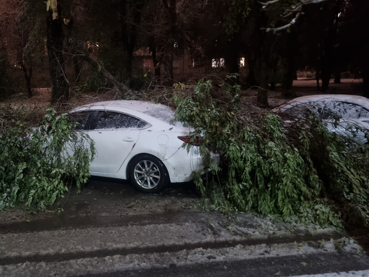 В Магнитогорске упавшие после первого снега деревья повредили машины во  дворах - KP.RU