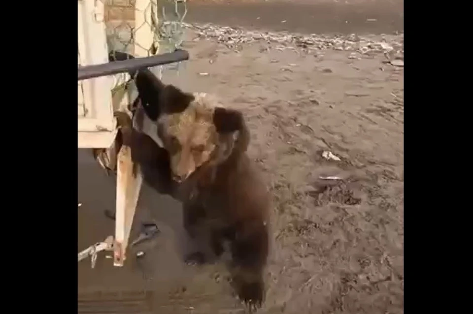 Медвежат выпустили в труднодоступных урочищах Томаринского района. Фото: Telegram-канал Агентства лесного и охотничьего хозяйства Сахалинской области