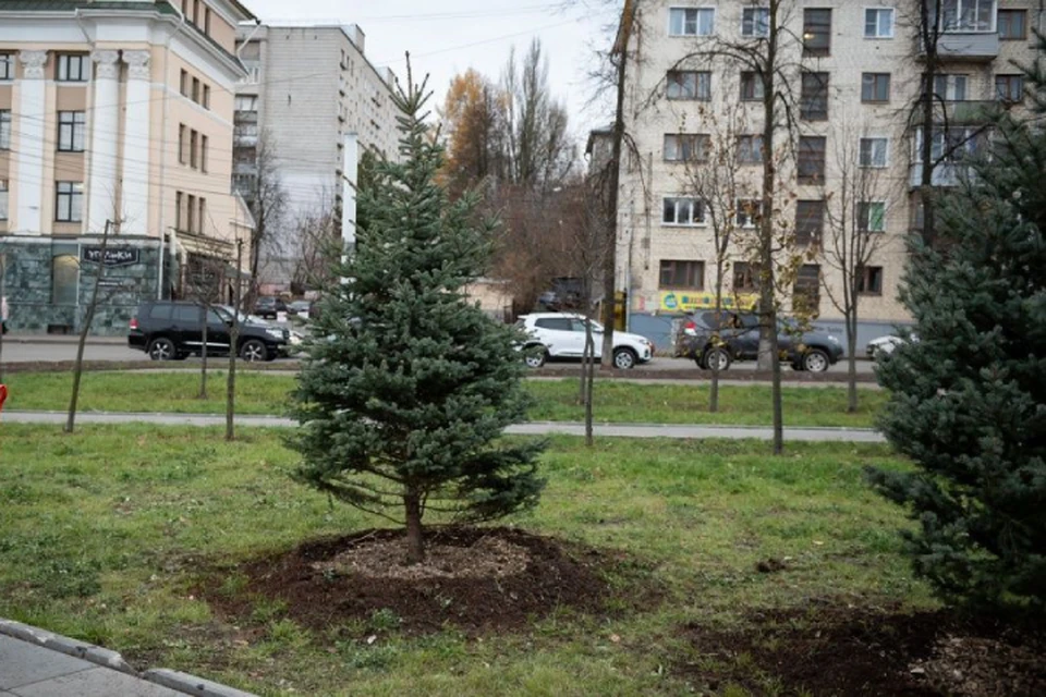 Взрослые ели передали Кирову безвозмездно. Фото: киров.рф