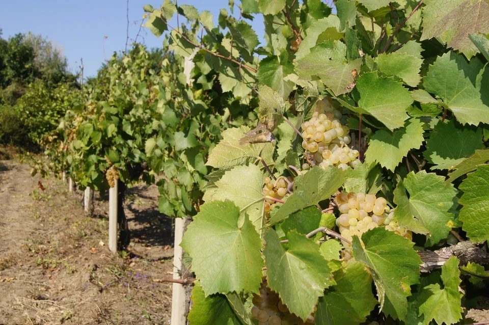 Урожай некоторых сортов винограда в Севастополе упал на 70-80%