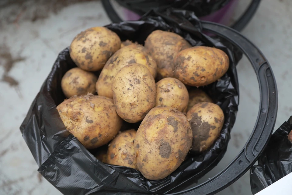 В Красноярском крае селекционеры вывели новые сорта картофеля