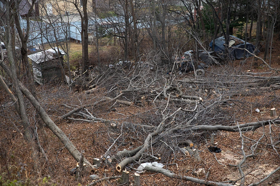 Срубленные деревья бросили на месте. Фото: Анастасия Котлярова/администрация Владивостока