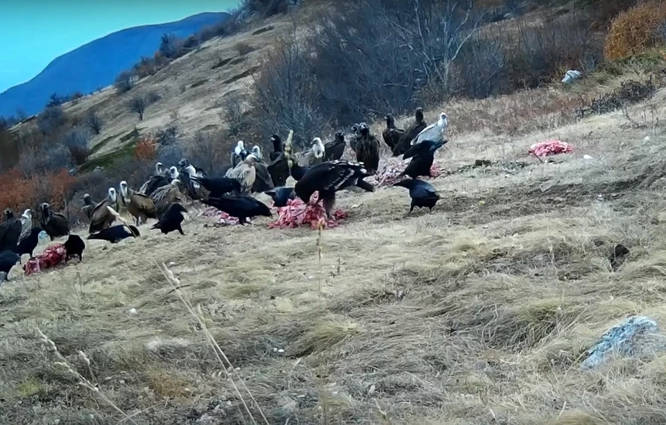 Мясные выкладки для падальщиков. Фото: кадр видео Алуштинское лесоохотничье хозяйство/Vk