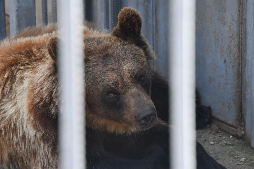 Новосибирские дрессировщики подали в суд на зоозащитников, забравших у них медведей.