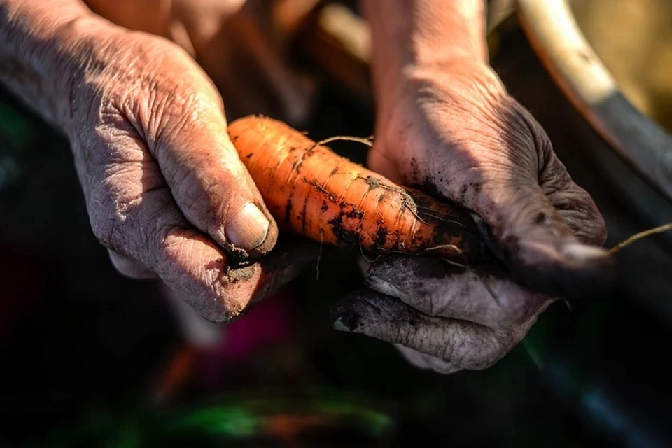 Директор школы заставил подчиненных собирать морковку у фермера, а деньги забрал себе. Фото: архив «КП»
