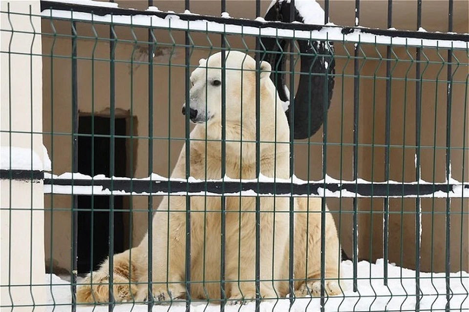 Зооактивисты начали сообщать о проблемах с белым медведем, которого в столицу Татарстана перевезли в декабре 2019 года. Фото: kzn.ru