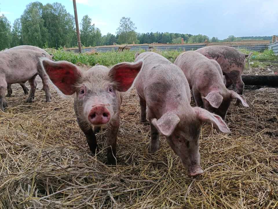 В Ковровском районе вспышка АЧС возникла из-за мертвой свиньи в лесу.