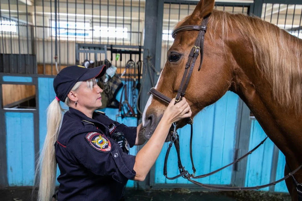Новосибирская полиция ищет подрядчика для содержания семи служебных лошадей.