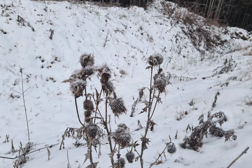 В Тюменской области 19 ноября сильно похолодает, порывы ветра будут достигать 23 м/с
