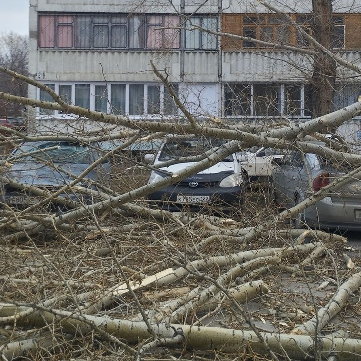 Сносит крыши, вырывает с корнем деревья, переворачивает машины и башенный  кран! Ураган накрыл Алтайский край - KP.RU